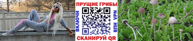 Псилоцибиновые грибы Psilocybe  Нефтекумск 