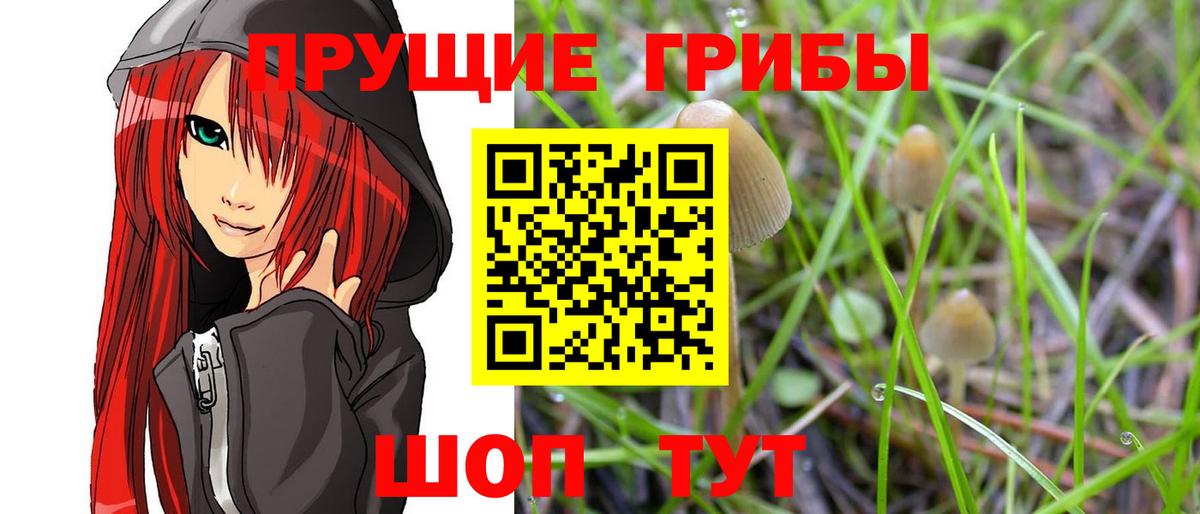 Псилоцибиновые грибы GOLDEN TEACHER Нефтекумск