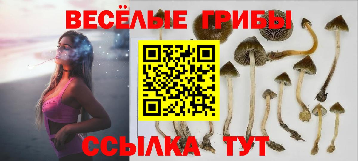 Галлюциногенные грибы MAGIC MUSHROOMS  Вход с VPN  Нефтекумск  Галлюциногенные грибы GOLDEN TEACHER 